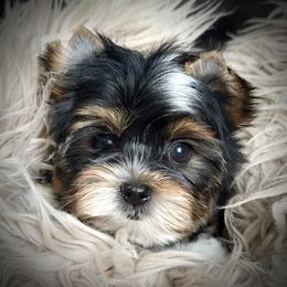 Allure Sachs Keen Spirit - Black tan and white male Biewer Terrier puppy in Woodside, New York from Allure Biewer Terriers