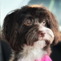 Lexi - Havanese