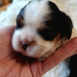 Cavalier King Charles Spaniel Puppies from Diamond Rose Cavalier LLC