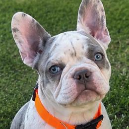 George - White male French Bulldog puppy in Ottawa, Kansas from Hey Hey Frenchies