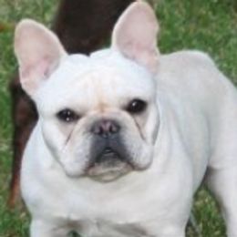 French Bulldogs from Urban Frenchies