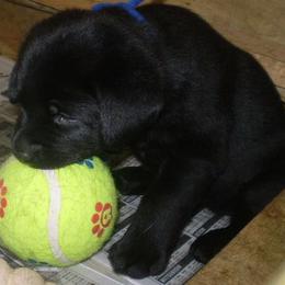 Labrador Retriever Puppies from Lorlyn Labradors
