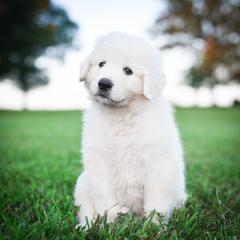 Border Collie and Maremma Sheepdog Puppies from 2J 2K Border Collies & Maremma Sheepdogs