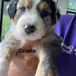Aussiedoodle and Australian Shepherd Puppies from Loving Puppy Paws Kennel