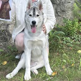 Siberian Huskies from Snowchaser's Siberian Huskies