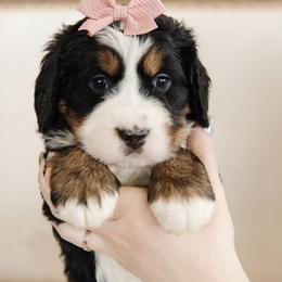 'Cindy' Pink Bow Female - Tri-color female Bernedoodle puppy in Kamas, Utah from A + E Farms