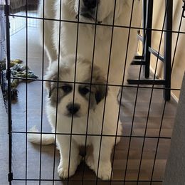 Great Pyrenees Puppies from Sugar Pine Pyrenees