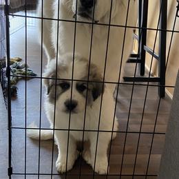 Great Pyrenees Puppies from Sugar Pine Pyrenees