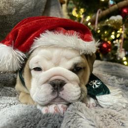 Bulldog Puppies from Semper Fi Bulldogs
