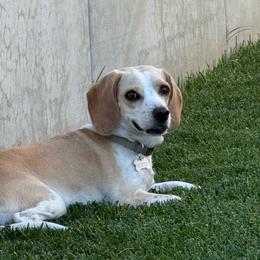 Sunny - Beagle