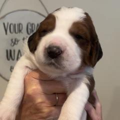 Miss Elizabeth - Mahogany and white Saint Berdoodle puppy in Placerville, California from Country Manor Saint Berdoodles