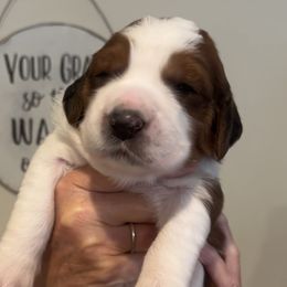Miss Elizabeth - Mahogany and white Saint Berdoodle puppy in Placerville, California from Country Manor Saint Berdoodles