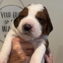 Miss Elizabeth - Mahogany and white Saint Berdoodle puppy in Placerville, California from Country Manor Saint Berdoodles