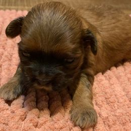 Shih Tzu Puppies from Fuller Shih Tzus