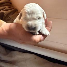 Gaston - Light golden male Golden Retriever puppy in Colorado Springs, Colorado from Sharp Guardians and Goldens