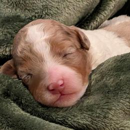 Rocky - Brown and white male Bernedoodle puppy in Larimer County, Colorado from Puppy Love Doodles