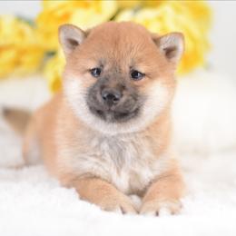 Bridget -FULL AKC REGISTRATION- - Red female Shiba Inu puppy in Neosho, Missouri from Kenny Cave K9s