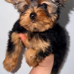 Romeo Z - Black and gold male Yorkshire Terrier puppy in Gilbert, Arizona from Yorkie Your Soulmate Puppy