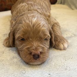 Wilson - Apricot male Goldendoodle puppy in Somerset, Ohio from Odyssey Pups