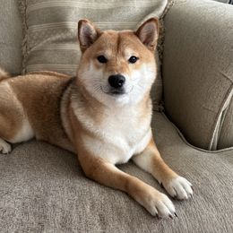 Tsuki - Shiba Inu
