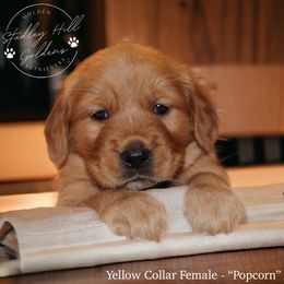 Golden Retriever Puppies from Studley Hill Goldens, LLC.