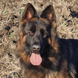 German Shepherds from Marvel German Shepherds