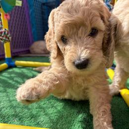 Spearmint - Golden female Double Doodle puppy in El Cajon, California from Calibear Doodles