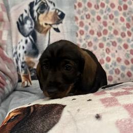 Fran - Wild boar female Dachshund puppy in Superior, Montana from Never Land Dachshunds of Montana