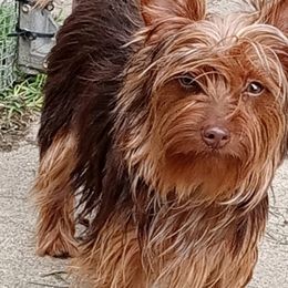 Cricket - Yorkshire Terrier