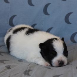 Jingle - Tri-colored male Pomeranian puppy in San Marcos, Texas from Hill Country Poms