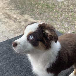 Autumn Joy - Red tri female Miniature Australian Shepherd puppy in Somerset, Kentucky from Natural Life Ranch