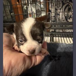 Odessa - Chocolate and white female Chihuahua puppy in Madison, Virginia from KimberGlen Chihuahuas