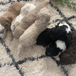 Poodle Puppies from Home of Doodles