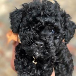 Snoopy - Black male Bernedoodle puppy in Vernon, Texas from Sugarland's Texas Goldendoodles