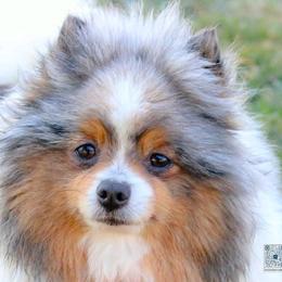 Jazzy - Pomeranian