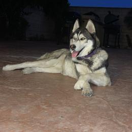 Bambi - Siberian Husky