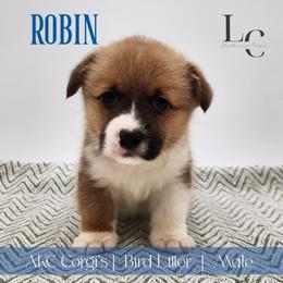 Robin - Red male Pembroke Welsh Corgi puppy in Pine Village, Indiana from NL Horsemanship