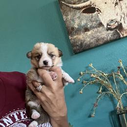 Tulip - Red female Pembroke Welsh Corgi puppy in Chino Valley, Arizona from Blecker Kennel