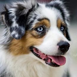 Annie - Australian Shepherd