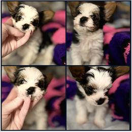 Louie - Parti male Yorkshire Terrier puppy in Hope, Indiana from DJ Yorkies