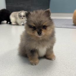 Mochi - Blue merle male Pomeranian puppy in Newport News, Virginia from Nel’s Pomeranians