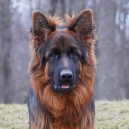 Ruby - German Shepherd