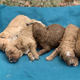 Cavapoos and Poodles from P&D Palace