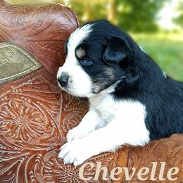 Girl 3 - Black tri-color Australian Shepherd puppy in Belews Creek, North Carolina from Tilley's Aussies