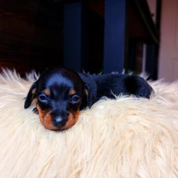 Winnie - Black and tan female Dachshund puppy in Washburn, Tennessee from Clinch Mountain Dachshunds