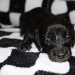 Josh - Black male Dachshund puppy in La Junta, Colorado from Royal King’s Mini Dachshunds