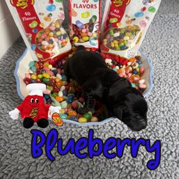 Blueberry - Black male Labrador Retriever puppy in Water Valley, Mississippi from Three Lakes Labs & WHDs