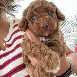 Baby shark - Apricot male Poodle puppy in Atlanta, Georgia from Sprinkle Me Puppy
