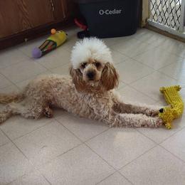 AKC Blossom - Cream female Poodle puppy in Arkoma, Oklahoma from Virelle Poodles