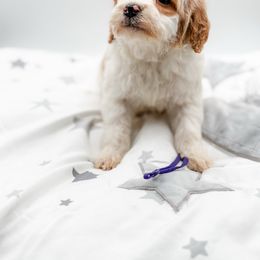 Clara - Parti female Goldendoodle puppy in Belton, South Carolina from Poodley Doodley Doo